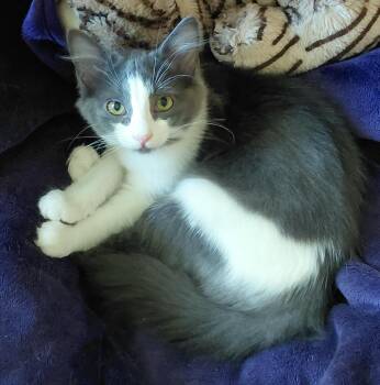 Moonstone -  Maine Coon and Domestic Medium Hair Cat for Adoption in Melbourne, Florida - Moonstone | PetCurious