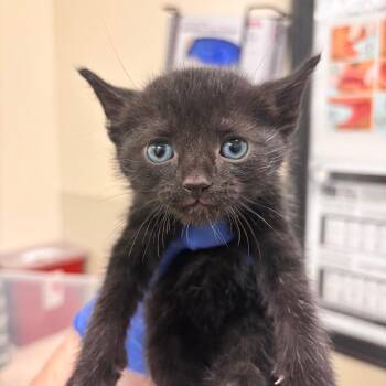 Oryx -  Domestic Short Hair Cat for Adoption in Lynchburg, Virginia - Oryx | PetCurious
