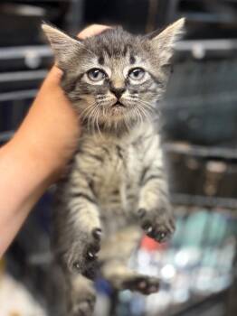 Charcoal -  Domestic Medium Hair Cat for Adoption in Lockhart, Texas - Charcoal | PetCurious