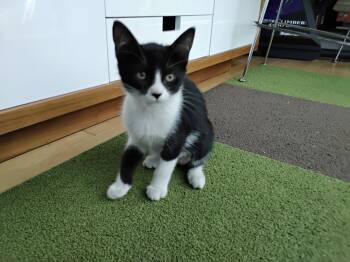 Bunny -  Tuxedo Cat for Adoption in Bell Gardens, California - Bunny | PetCurious