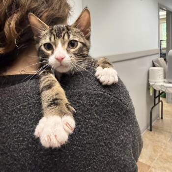 Tonka -  Domestic Short Hair Cat for Adoption in Bloomfield, Connecticut - Tonka | PetCurious