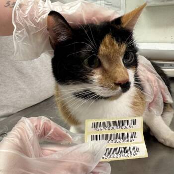 Domestic Medium Hair Cats Available for Adoption in Charleston, West Virginia - Kelo | PetCurious