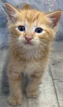 Hansel -  Domestic Short Hair Cat for Adoption in Shreveport, Louisiana - Hansel | PetCurious