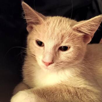 Creamy Chili McChicken Strip Dip -  Domestic Short Hair Cat for Adoption - Creamy Chili McChicken Strip Dip | PetCurious