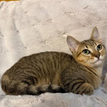 Polly -  Domestic Short Hair Cat for Adoption in Lewisville, Texas - Polly | PetCurious