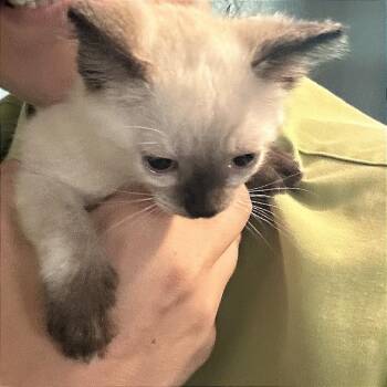 Lychee -  Siamese and Domestic Short Hair Cat for Adoption in Houston, Texas - Lychee | PetCurious