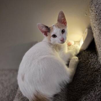 Penelope and Junior -  Domestic Short Hair Cat for Adoption in Wilmington, North Carolina - Penelope And Junior | PetCurious