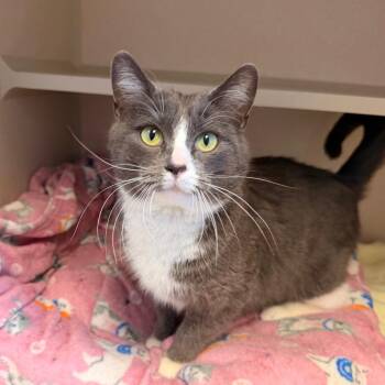 Domestic Short Hair Cats Available for Adoption - Petunia | PetCurious