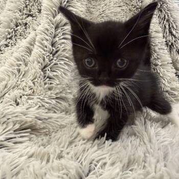 Creek -  Domestic Short Hair Cat Available for Adoption in Mastic, New York - Creek | PetCurious