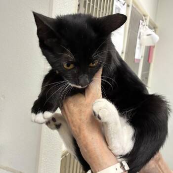 Little Suzy -  Domestic Short Hair Cat for Adoption in Harrisonburg, Virginia - Little Suzy | PetCurious