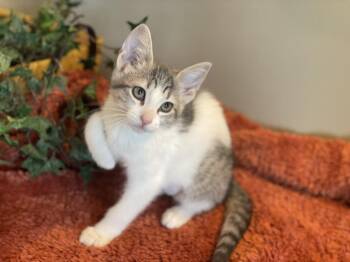 Otter -  Tabby Cat for Adoption in Taylor, Michigan - Otter | PetCurious