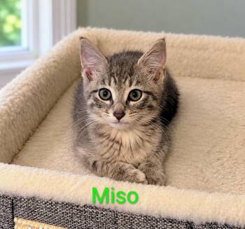 Miso MD -  Tabby and Domestic Short Hair Cat for Adoption - Miso MD | PetCurious
