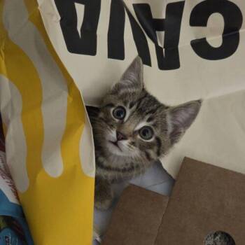 Domestic Short Hair Cats Available for Adoption - Fig Jam | PetCurious