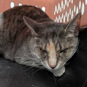 Domestic Short Hair Cats Available for Adoption in Des Moines, Iowa - Eloise | PetCurious