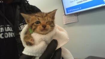 HECTOR -  Domestic Short Hair Cat for Adoption in Charlotte, North Carolina - HECTOR | PetCurious
