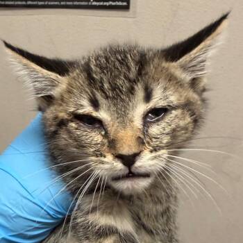 Domestic Short Hair Cats Available for Adoption in Yuma, Arizona - Tucker | PetCurious