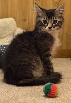 Road Runner -  Domestic Medium Hair Cat for Adoption in Gillette, Wyoming - Road Runner | PetCurious