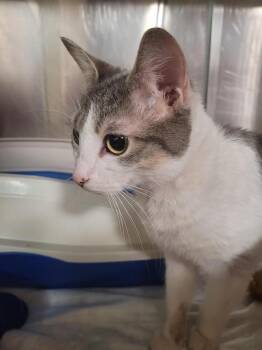 Domestic Short Hair Cats Available for Adoption - Adley | PetCurious