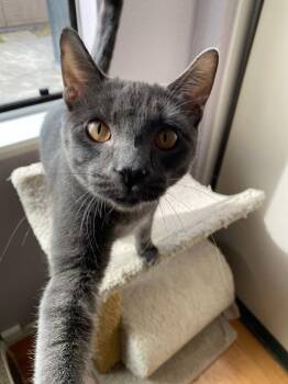 Russian Blue and Domestic Short Hair Cats Available for Adoption in Riverside, California - Zaya | PetCurious