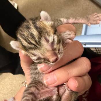 Domestic Short Hair Cats Available for Adoption in League City, Texas - Molly | PetCurious