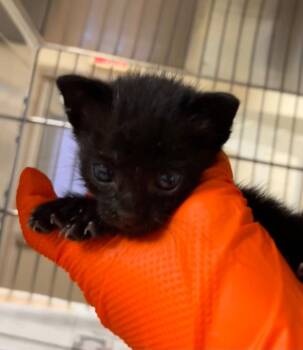 Frank A. -  Domestic Short Hair Cat for Adoption in Nacogdoches, Texas - Frank A. | PetCurious
