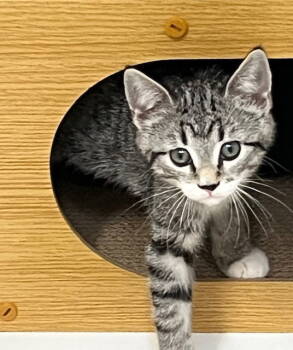 Rescue Domestic Short Hair Cats for Adoption in Seal Beach, California - Kitten Haein | PetCurious