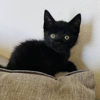 Ink -  Domestic Short Hair Cat for Adoption in Pleasanton, California - Ink | PetCurious