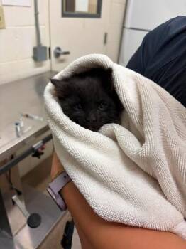 Houdini -  Domestic Medium Hair Cat for Adoption in Fruit Heights, Utah - Houdini | PetCurious