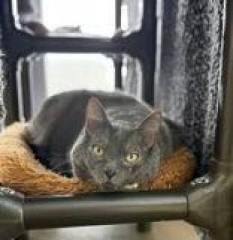 Emery -  Domestic Short Hair Cat for Adoption in Denton, Texas - Emery | PetCurious