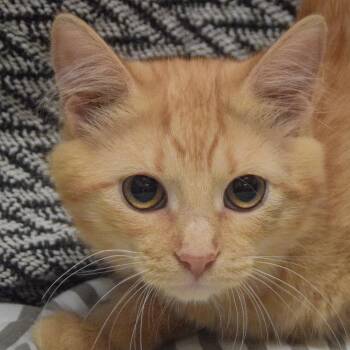 Goldie -  Tabby and Domestic Medium Hair Cat for Adoption in Huntley, Illinois - Goldie | PetCurious