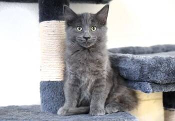 Pennywise -  Domestic Medium Hair Cat for Adoption in Monroe, Georgia - Pennywise | PetCurious