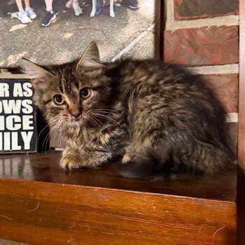 Mallory -  Domestic Medium Hair Cat for Adoption in Madison, Wisconsin - Mallory | PetCurious