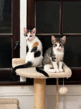 Lily Belle & Magnolia -  Domestic Short Hair Cat for Adoption in Evanston, Illinois - Lily Belle & Magnolia | PetCurious