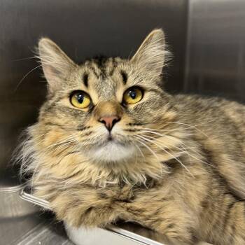 Domestic Long Hair Cats Available for Adoption in Fort Wayne, Indiana - Sassafras (Sassy) | PetCurious