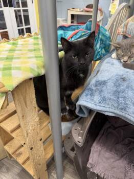 Keaton -  Domestic Short Hair Cat for Adoption in West Mifflin, Pennsylvania - Keaton | PetCurious
