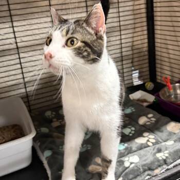 Purrlock Holmes -  Domestic Short Hair Cat Available for Adoption in Cortland, New York - Purrlock Holmes | PetCurious