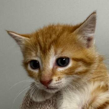 Domestic Short Hair Cats Available for Adoption in Concord, North Carolina - Miss Piggy | PetCurious
