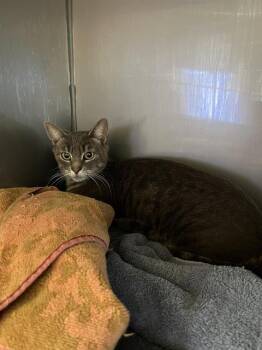 COWGIRL* -  Domestic Short Hair Cat for Adoption in Santa Cruz, California - COWGIRL* | PetCurious