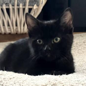 Cypress -  Domestic Short Hair Cat for Adoption in Brownsboro, Alabama - Cypress | PetCurious