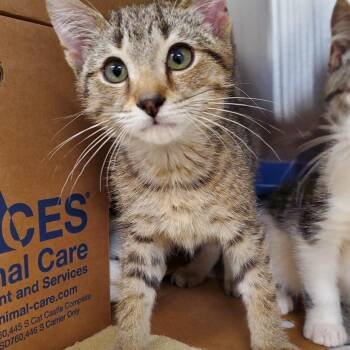 Simba -  Domestic Short Hair Cat for Adoption - Simba | PetCurious