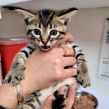 Diana -  Domestic Short Hair Cat for Adoption in Belfair, Washington - Diana | PetCurious