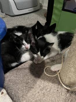 Kix -  Domestic Short Hair Cat for Adoption in Walled Lake, Michigan - Kix | PetCurious