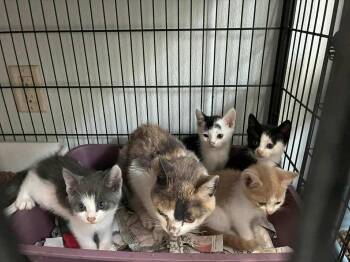 Rescue Domestic Short Hair Cats for Adoption in Jefferson, New Jersey - Kittens | PetCurious