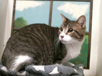 Domestic Short Hair Cats Available for Adoption in Houston, Texas - NATSU | PetCurious