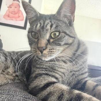 Anthracite -  Domestic Short Hair Cat for Adoption in Redmond, Washington - Anthracite | PetCurious