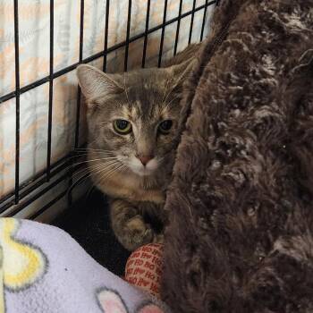 Sparkle -  Domestic Short Hair Cat for Adoption in Monroe, Michigan - Sparkle | PetCurious
