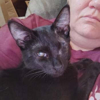 Midnight -  Domestic Short Hair Cat for Adoption in New Braunfels, Texas - Midnight | PetCurious