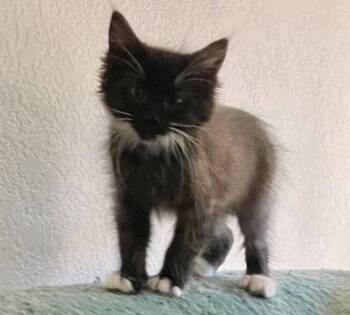Nico -  Domestic Medium Hair and Tuxedo Cat for Adoption in Walnut Creek, California - Nico | PetCurious