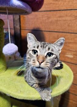 Diego -  Domestic Short Hair Cat for Adoption in Millcreek, Utah - Diego | PetCurious