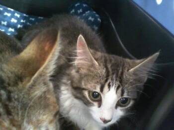 A1266545 -  Domestic Short Hair Cat for Adoption in Charlotte, North Carolina - A1266545 | PetCurious